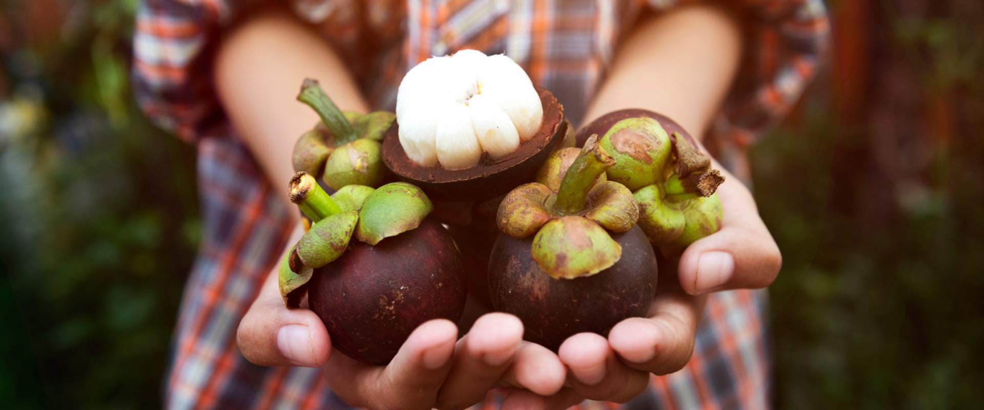 Why is mangosteen not allowed in the us?